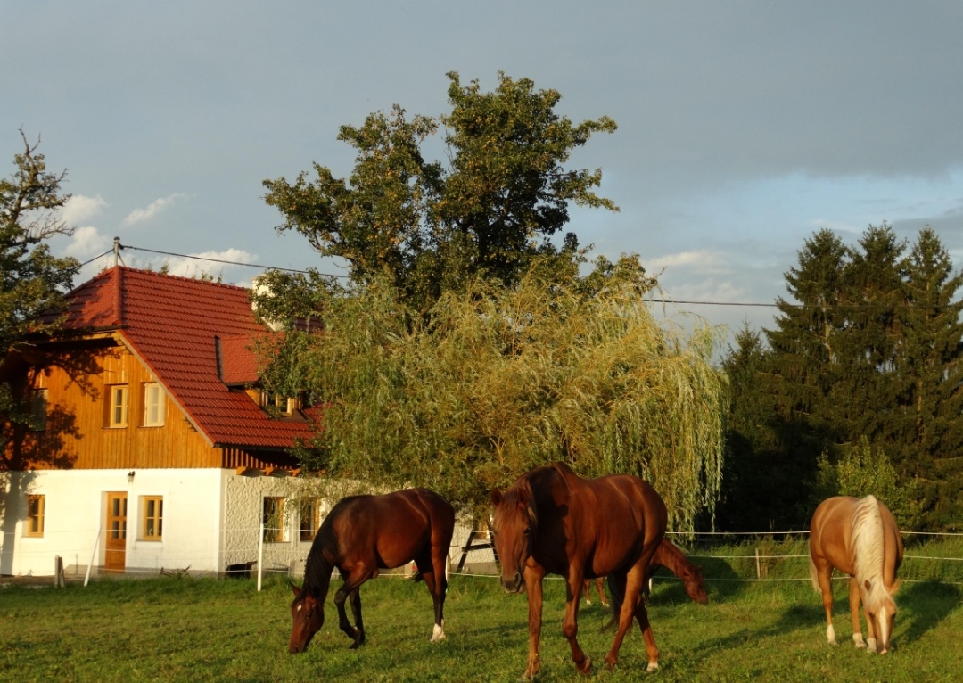 Red River Ranch : box et paddocks, pension pour chevaux à Rottenbach - Photo 3 sur 5