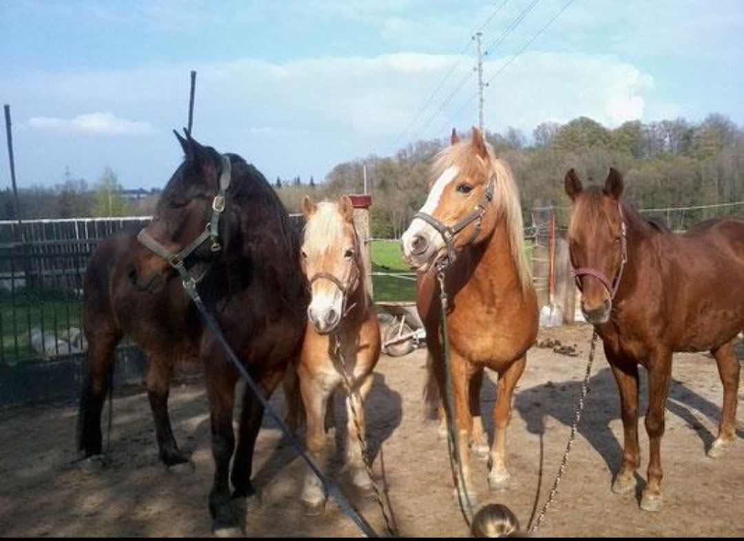 Red River Ranch : box et paddocks, pension pour chevaux à Rottenbach - Photo 2 sur 5