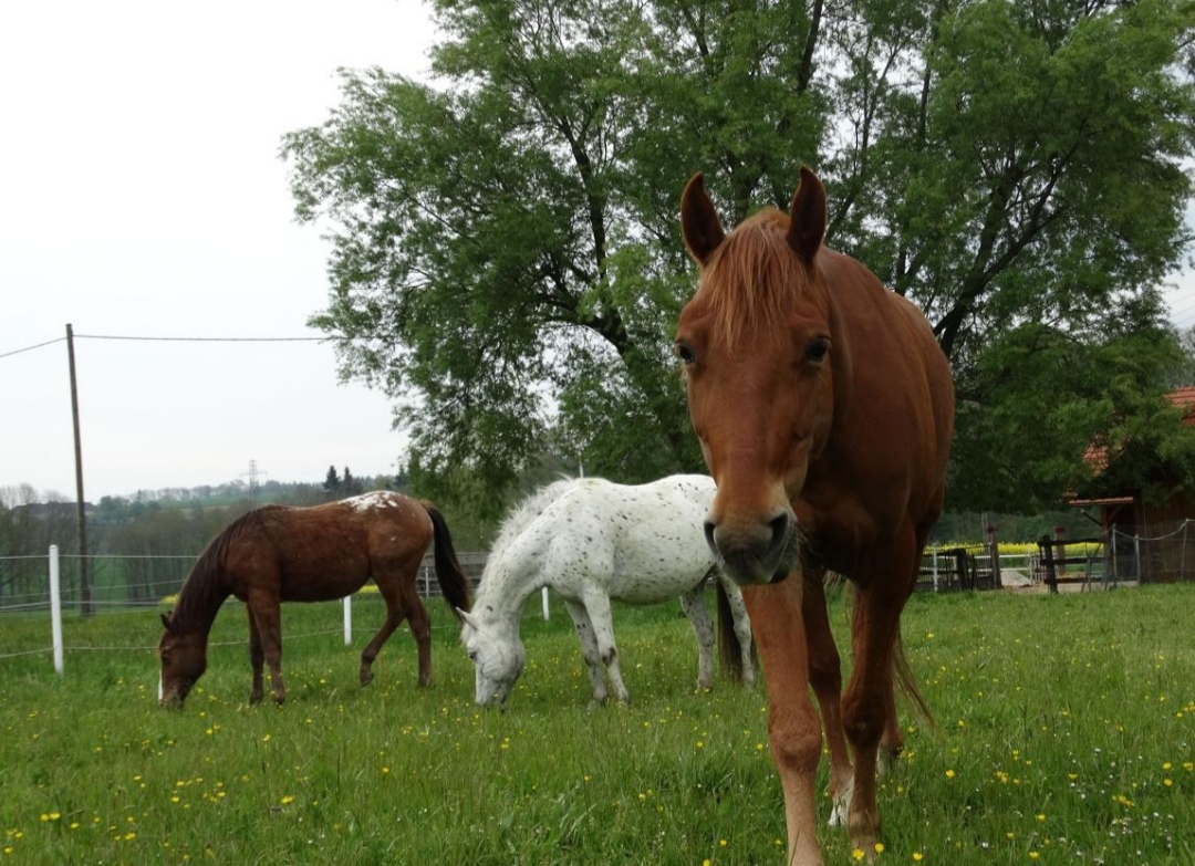 Big-Sky-Ranch : box et paddocks, pension pour chevaux à Spiegl - Photo 1 sur 3