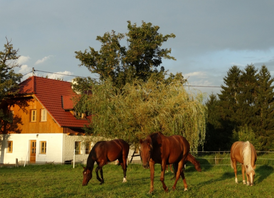 Big-Sky-Ranch : box et paddocks, pension pour chevaux à Spiegl - Photo 3 sur 3