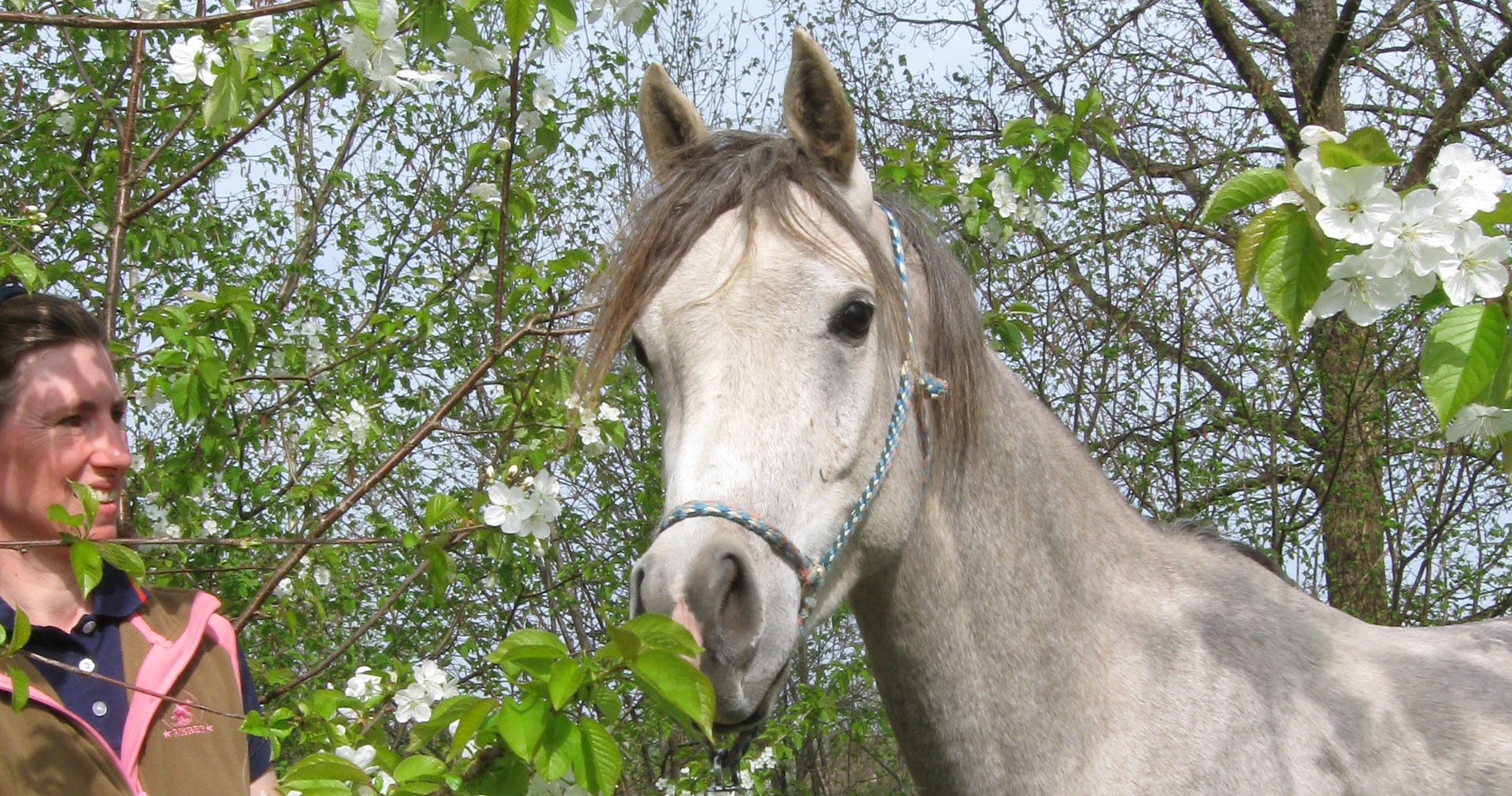 Nordwaldhof Litschau / Wanderreithof Litschau : box et paddocks, pension pour chevaux à Litschau - Photo 7 sur 8