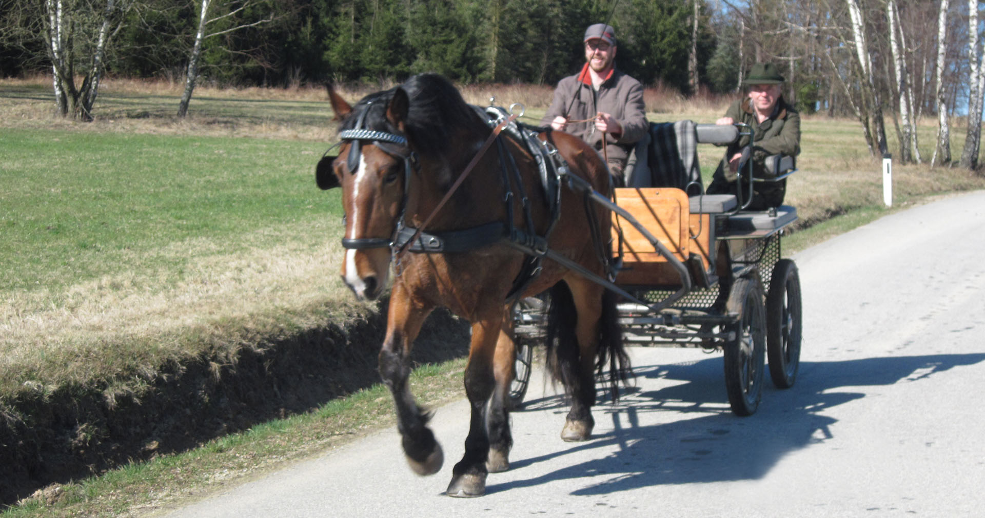 Nordwaldhof Litschau / Wanderreithof Litschau : box et paddocks, pension pour chevaux à Litschau - Photo 6 sur 8