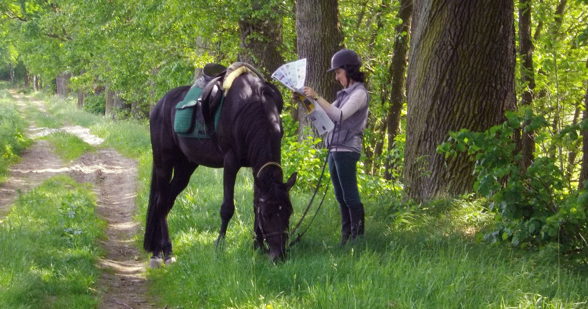 Nordwaldhof Litschau / Wanderreithof Litschau : box et paddocks, pension pour chevaux à Litschau - Photo 5 sur 8
