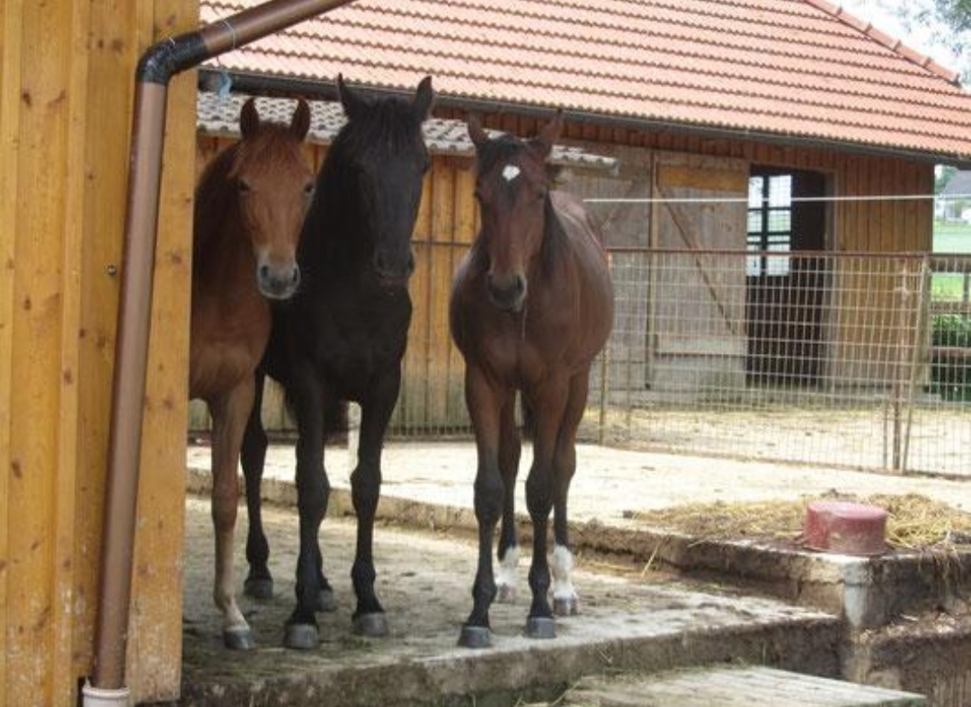 Els-kwatawa Ranch : box et paddocks, pension pour chevaux à Raabs an der Thaya - Photo 2 sur 3