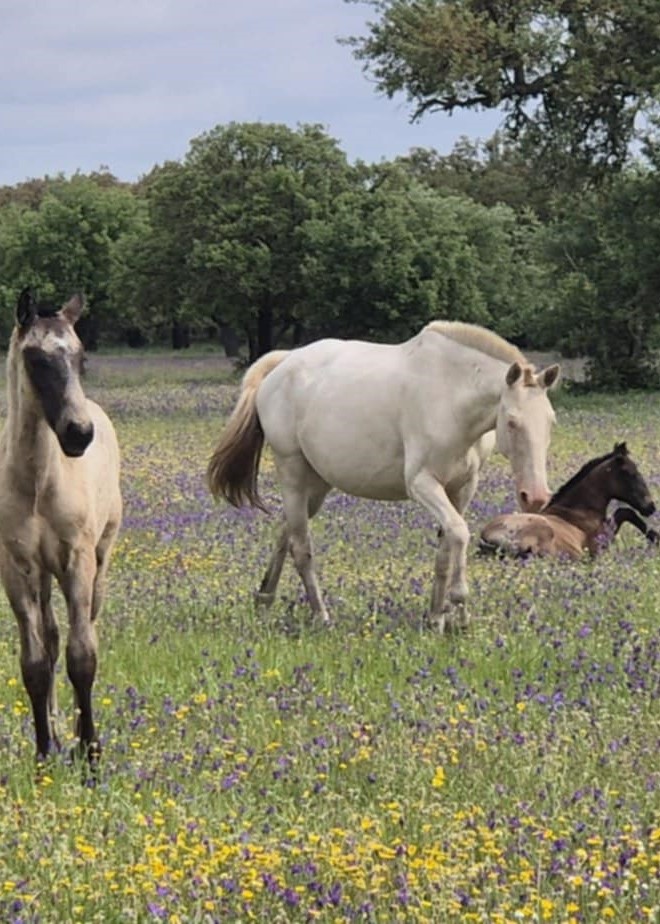 Quinta Da Andorinha : box et paddocks, pension pour chevaux à Samora Correia (Porto Alto) - Photo 5 sur 5