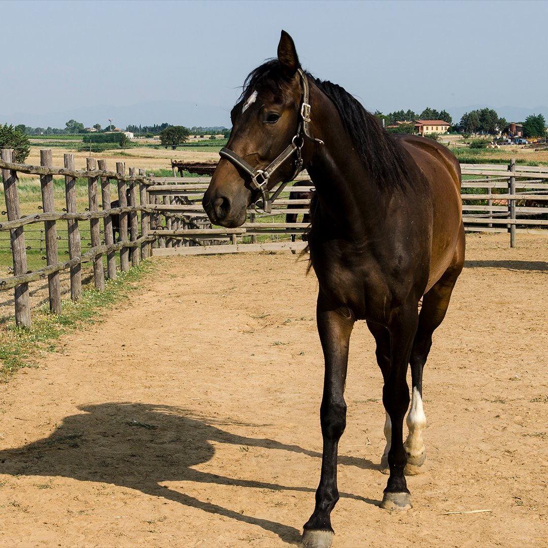Agriturismo Il Melograno di Banditella : box et paddocks, pension pour chevaux à Alberese (GR) - Photo 2 sur 2
