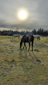 Agriturismo Podere Spedalone : box et paddocks, pension pour chevaux à Pienza (SI) - Photo 3 sur 7