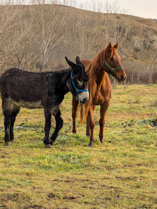 Agriturismo Podere Spedalone : box et paddocks, pension pour chevaux à Pienza (SI) - Photo 4 sur 7