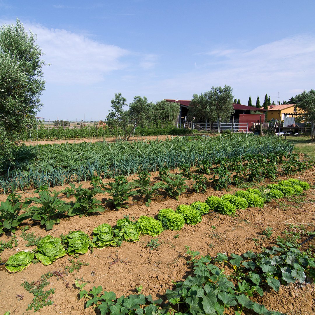 Agriturismo Podere Spedalone : box et paddocks, pension pour chevaux à Pienza (SI) - Photo 7 sur 7