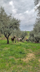 Agriturismo Podere Spedalone : box et paddocks, pension pour chevaux à Pienza (SI) - Photo 2 sur 7