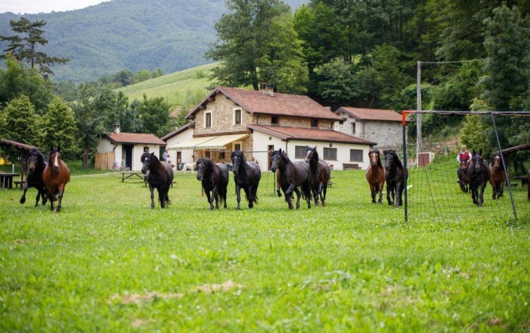 Agriturismo Ca’ di Voi : box et paddocks, pension pour chevaux à Calizzano (SV) - Photo 4 sur 5