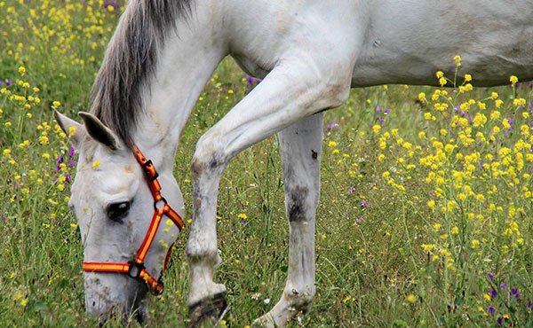 Centro Hípico Buitrago : box et paddocks, pension pour chevaux à Buitrago del Lozoya - Photo 4 sur 5
