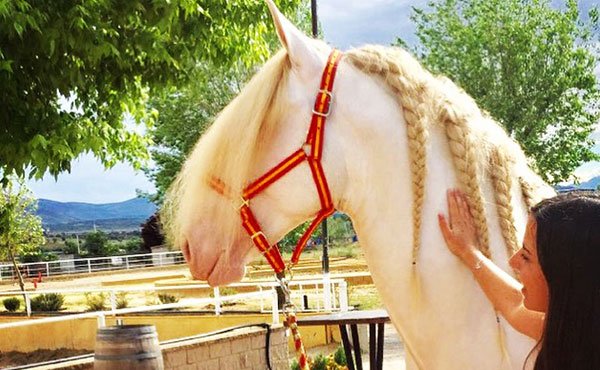 Centro Hípico Buitrago : box et paddocks, pension pour chevaux à Buitrago del Lozoya - Photo 2 sur 5