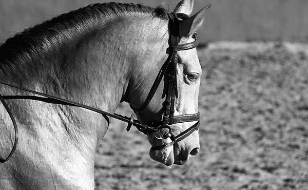 Centro Hípico Buitrago : box et paddocks, pension pour chevaux à Buitrago del Lozoya - Photo 3 sur 5
