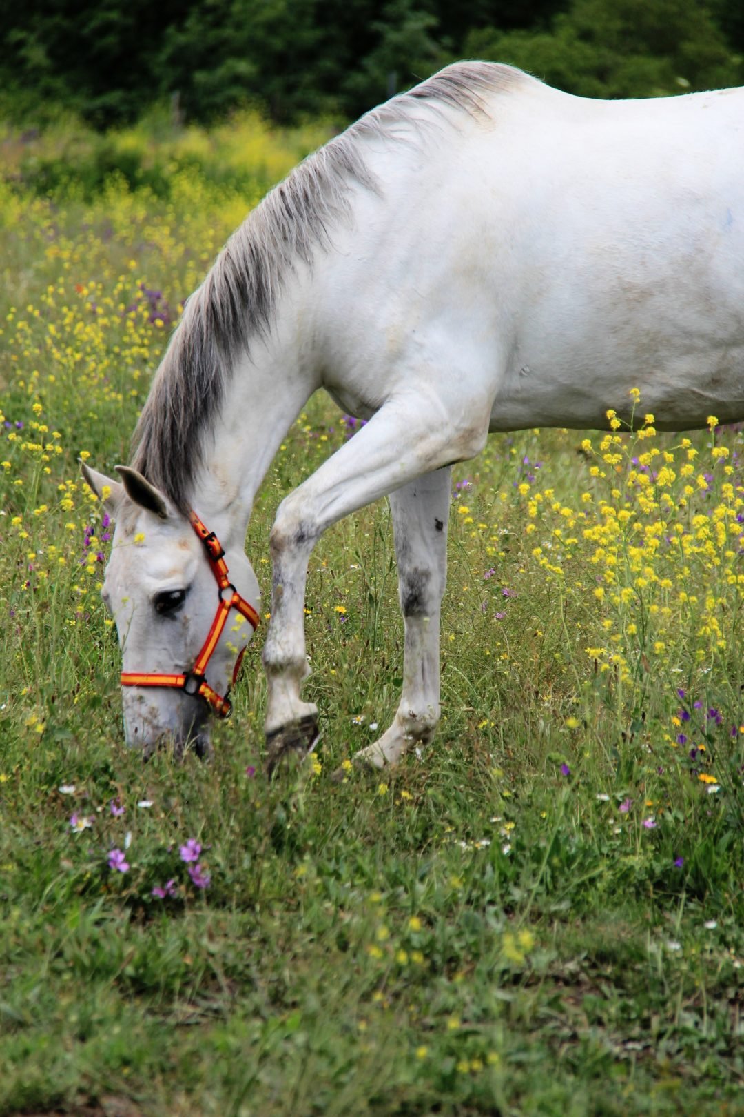 Centro Hípico Buitrago : box et paddocks, pension pour chevaux à Buitrago del Lozoya - Photo 1 sur 5