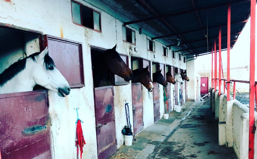 Centro Ecuestre de Salamanca : box et paddocks, pension pour chevaux à Salamanca - Photo 1 sur 4
