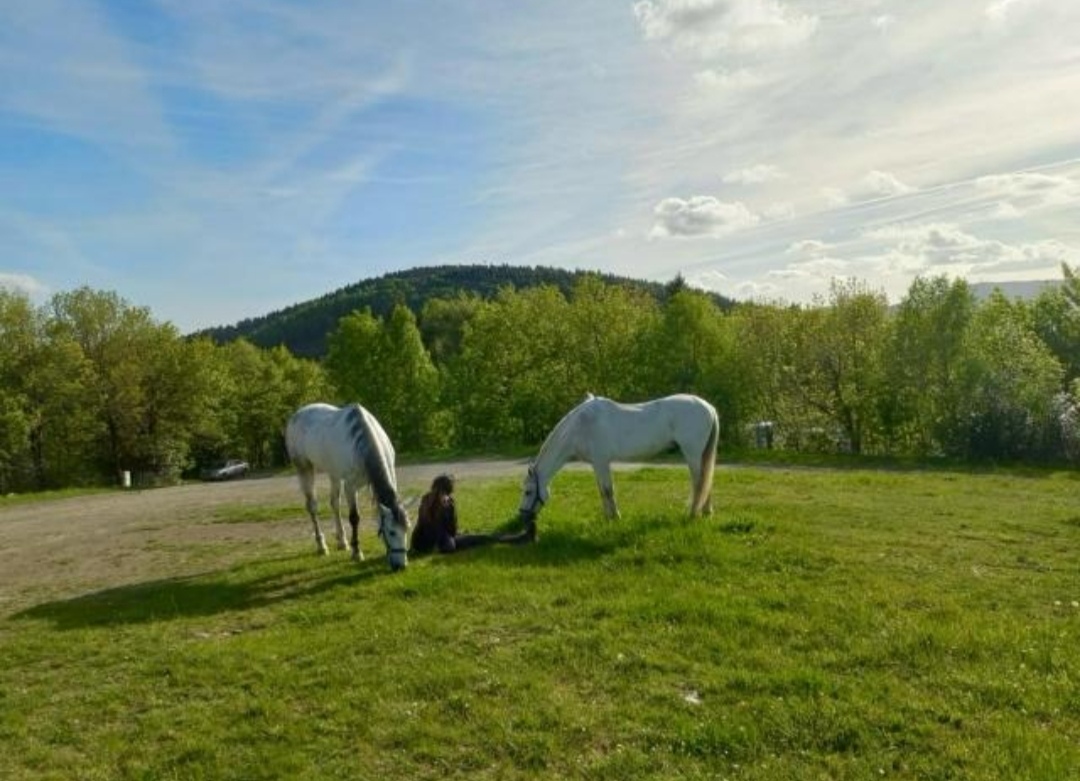 PROATUR – Boxes Camino de Santiago : box et paddocks, pension pour chevaux à Valladolid - Photo 3 sur 4