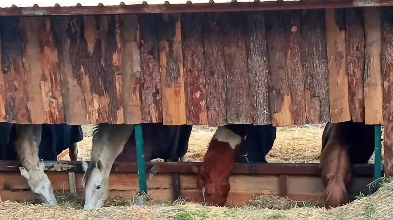 Club Deportivo Hípico Tradición Caballar : box et paddocks, pension pour chevaux à Gipuzkoa - Photo 2 sur 3