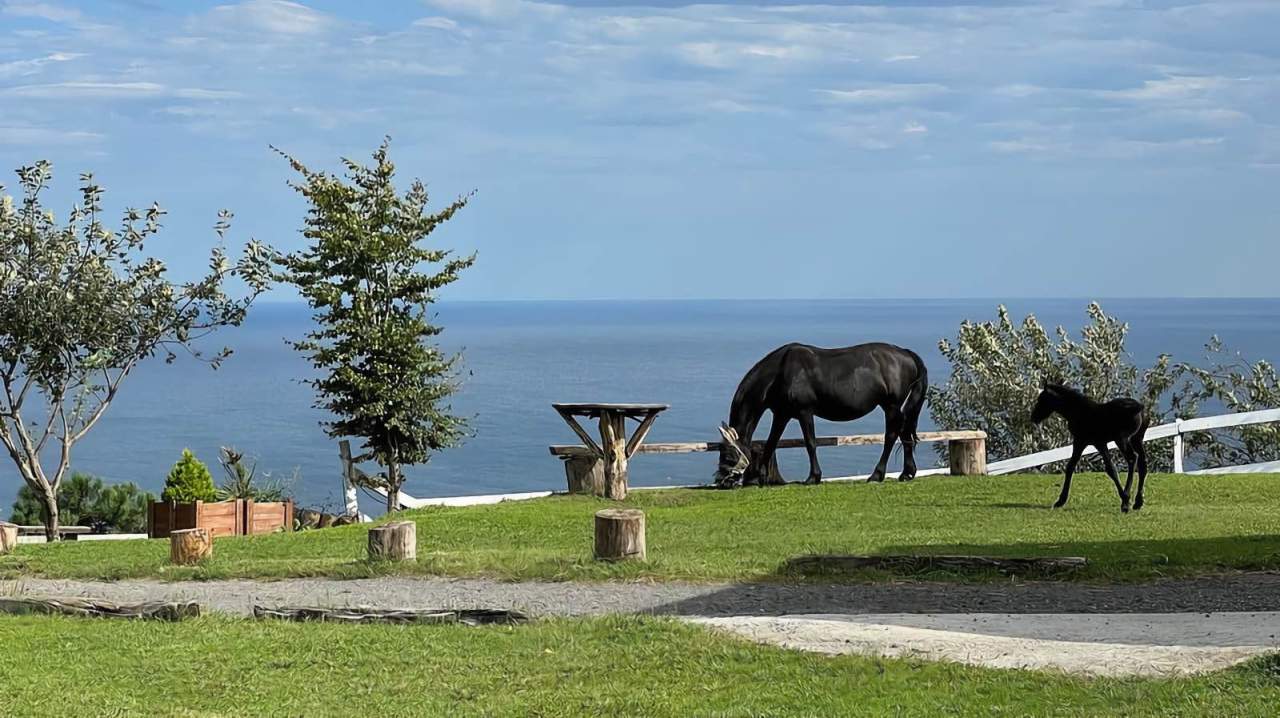 Club Deportivo Hípico Tradición Caballar : box et paddocks, pension pour chevaux à Gipuzkoa - Photo 3 sur 3