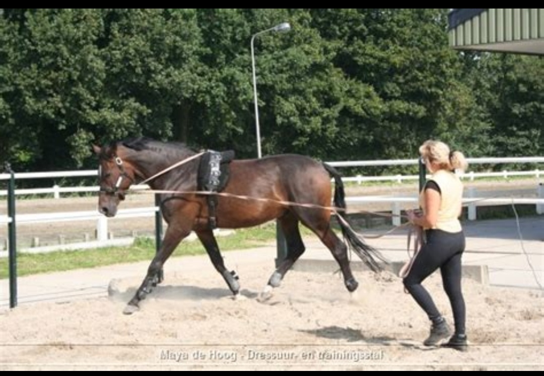 Maya de Hoog – Paarden Hotel : box et paddocks, pension pour chevaux à ’s-Gravenzande - Photo 3 sur 3