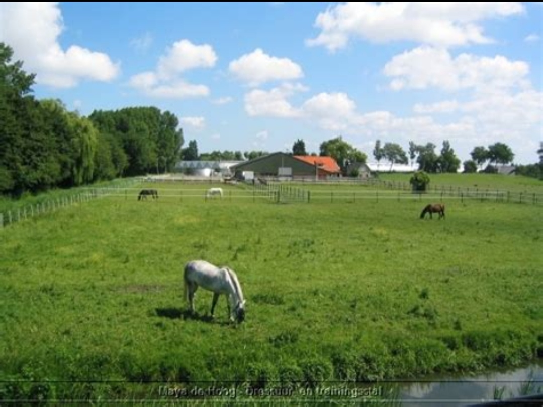 Maya de Hoog – Paarden Hotel : box et paddocks, pension pour chevaux à ’s-Gravenzande - Photo 1 sur 3