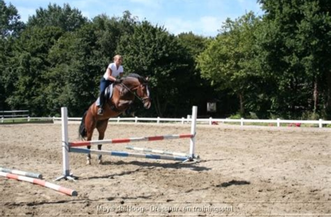 Maya de Hoog – Paarden Hotel : box et paddocks, pension pour chevaux à ’s-Gravenzande - Photo 2 sur 3