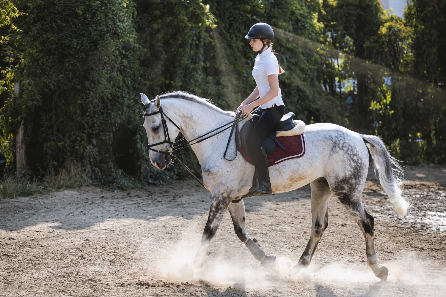 Buitensportcentrum De Spreng : box et paddocks, pension pour chevaux à Laag-Soeren - Photo 3 sur 5
