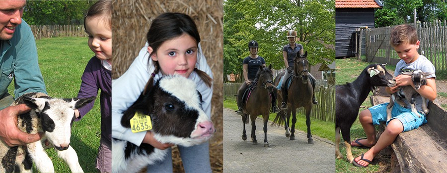 Kampeerboerderij De Zandkant : box et paddocks, pension pour chevaux à Biezenmortel - Photo 6 sur 6