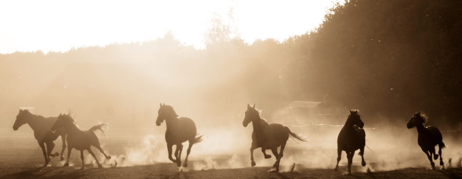 Kampeerboerderij De Zandkant : box et paddocks, pension pour chevaux à Biezenmortel - Photo 4 sur 6