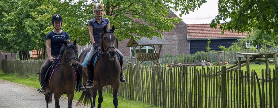 Kampeerboerderij De Zandkant : box et paddocks, pension pour chevaux à Biezenmortel - Photo 2 sur 6