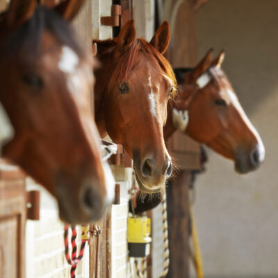 Hiepterhof – Vakantieboerderij & Pensionstalling : box et paddocks, pension pour chevaux à Broekhuizen - Photo 3 sur 3