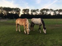 Manege Duno / Boerderij Duno : box et paddocks, pension pour chevaux à Oostkapelle - Photo 3 sur 5