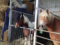 Manege Duno / Boerderij Duno : box et paddocks, pension pour chevaux à Oostkapelle - Photo 1 sur 5