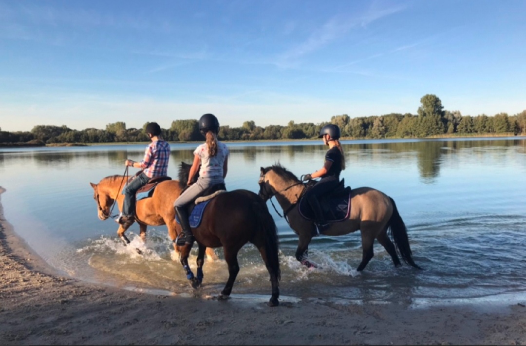 Recreatiepark Den Möllenhof : box et paddocks, pension pour chevaux à Ratumsestraat 21.11 - Photo 4 sur 5