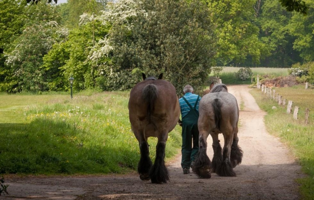 Hoeve Springendal : box et paddocks, pension pour chevaux à Hezingen - Photo 1 sur 3