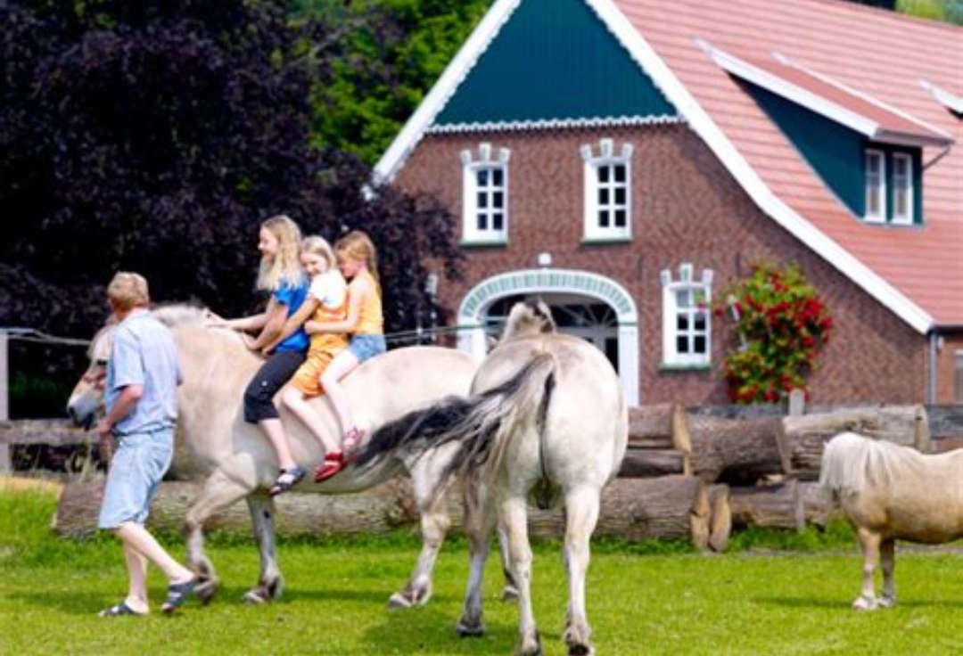 Ferienhof Garbert : box et paddocks, pension pour chevaux à Wilsum - Photo 3 sur 3