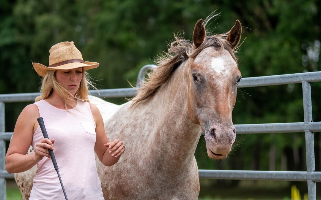 Weinzierl Horsemanship : box et paddocks, pension pour chevaux à Neu Drefahl - Photo 3 sur 3