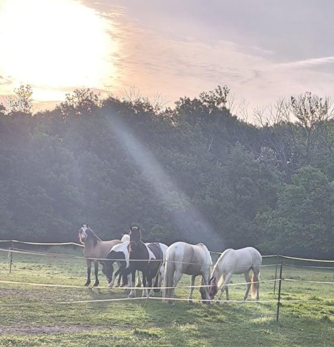 Gestüt am Pichersee GmbH : box et paddocks, pension pour chevaux à Krausnick-Groß Wasserburg - Photo 4 sur 5