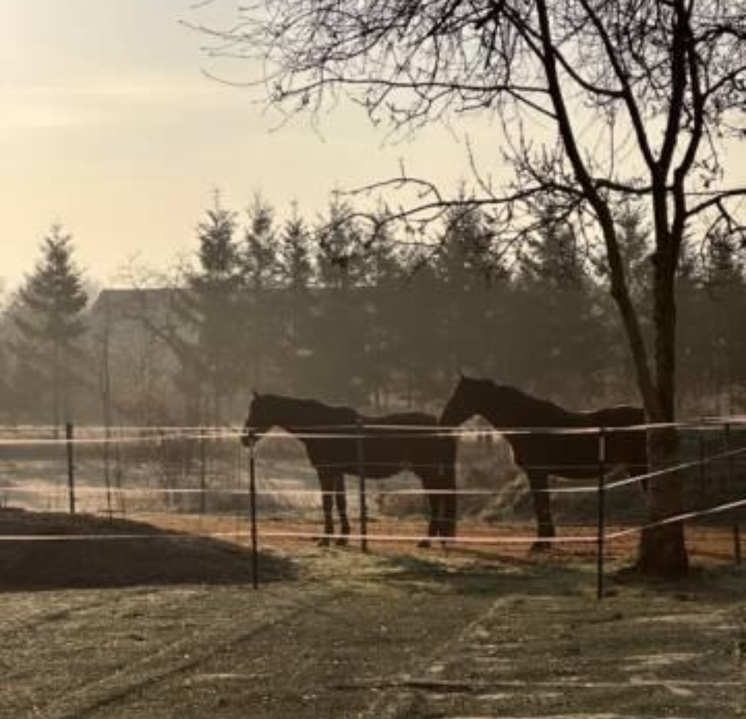 Gestüt am Pichersee GmbH : box et paddocks, pension pour chevaux à Krausnick-Groß Wasserburg - Photo 2 sur 5