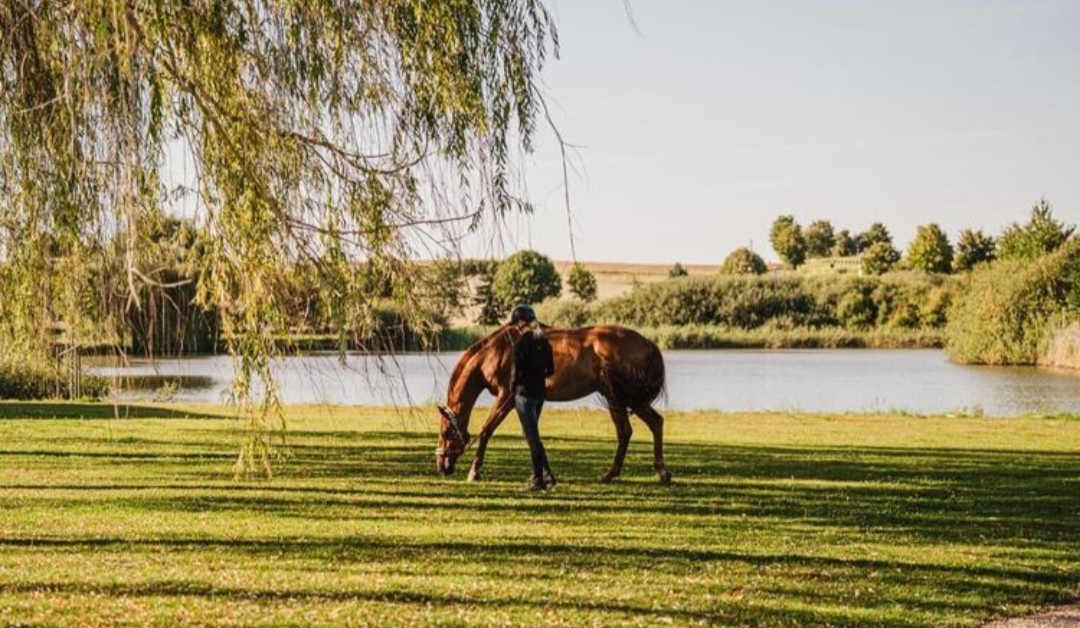 Gestüt am Pichersee GmbH : box et paddocks, pension pour chevaux à Krausnick-Groß Wasserburg - Photo 1 sur 5