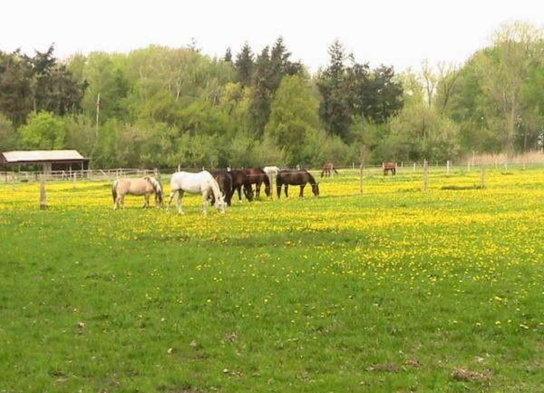 Gestüt am Pichersee GmbH : box et paddocks, pension pour chevaux à Krausnick-Groß Wasserburg - Photo 3 sur 5