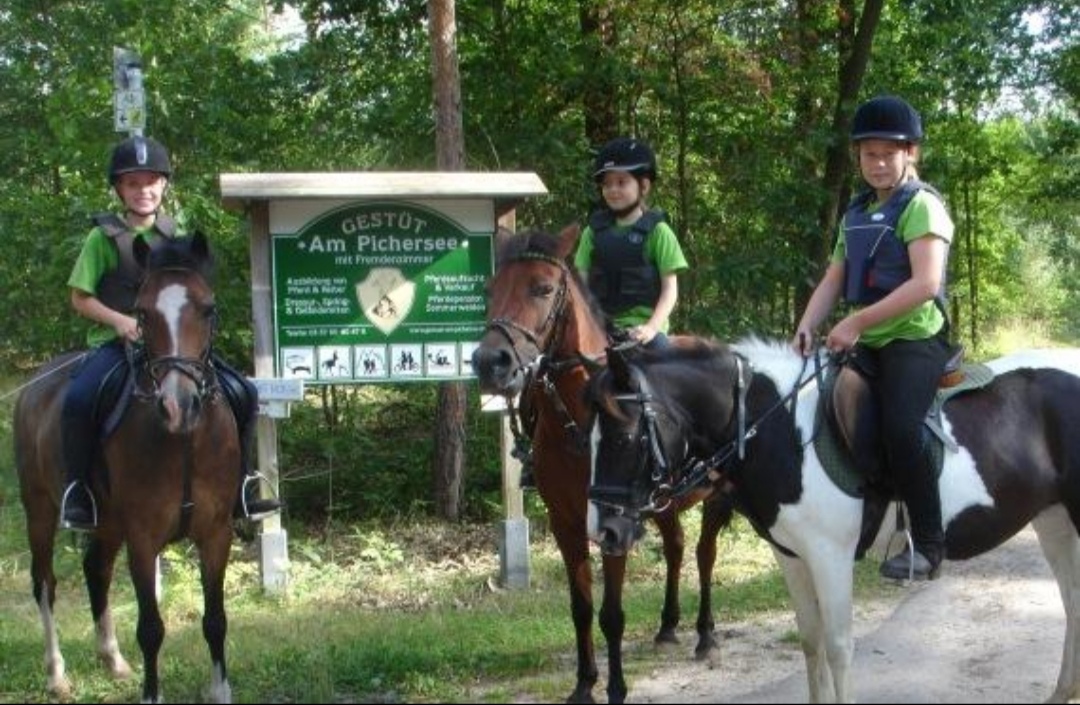 Gestüt am Pichersee GmbH : box et paddocks, pension pour chevaux à Krausnick-Groß Wasserburg - Photo 5 sur 5