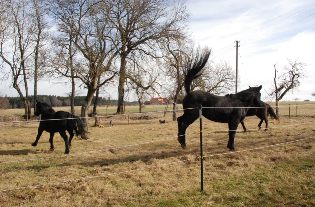Highacres Ranch – Wanderreitstation : box et paddocks, pension pour chevaux à Rot an der Rot - Photo 1 sur 2