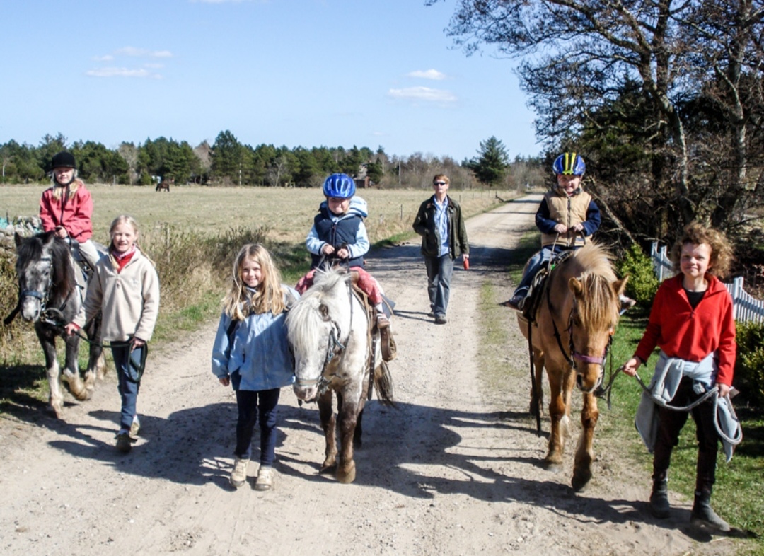 Hof Thomsen : box et paddocks, pension pour chevaux à Groß Kordshagen - Photo 3 sur 3