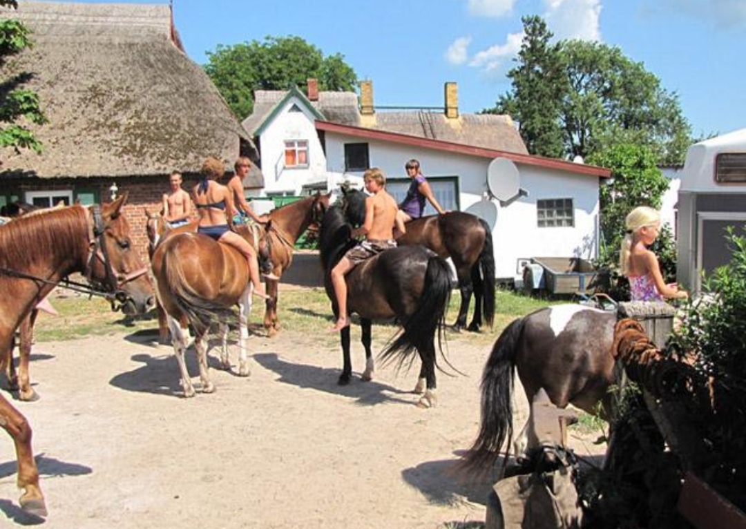 Reiterhof Andreas Völkner : box et paddocks, pension pour chevaux à Ostseebad Ahrenshoop – OT Althagen - Photo 1 sur 4