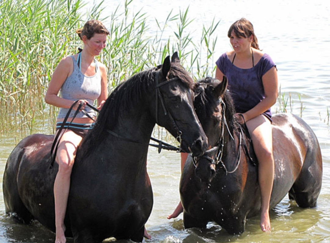 Reiterhof Andreas Völkner : box et paddocks, pension pour chevaux à Ostseebad Ahrenshoop – OT Althagen - Photo 2 sur 4