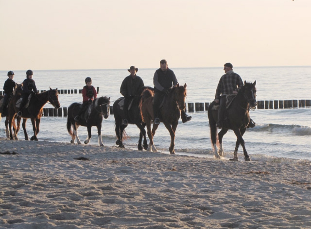 Reiterhof Andreas Völkner : box et paddocks, pension pour chevaux à Ostseebad Ahrenshoop – OT Althagen - Photo 4 sur 4