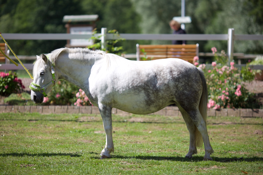 Theresias Reiterparadies : box et paddocks, pension pour chevaux à Waltenhofen - Photo 4 sur 12