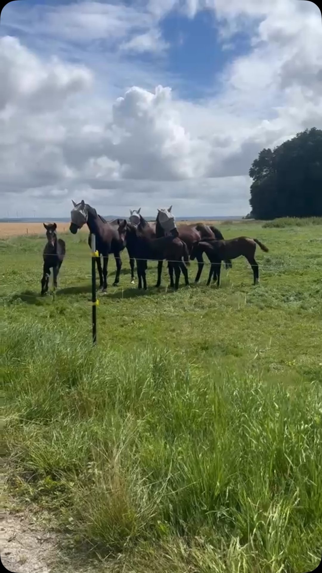 Theresias Reiterparadies : box et paddocks, pension pour chevaux à Waltenhofen - Photo 7 sur 12