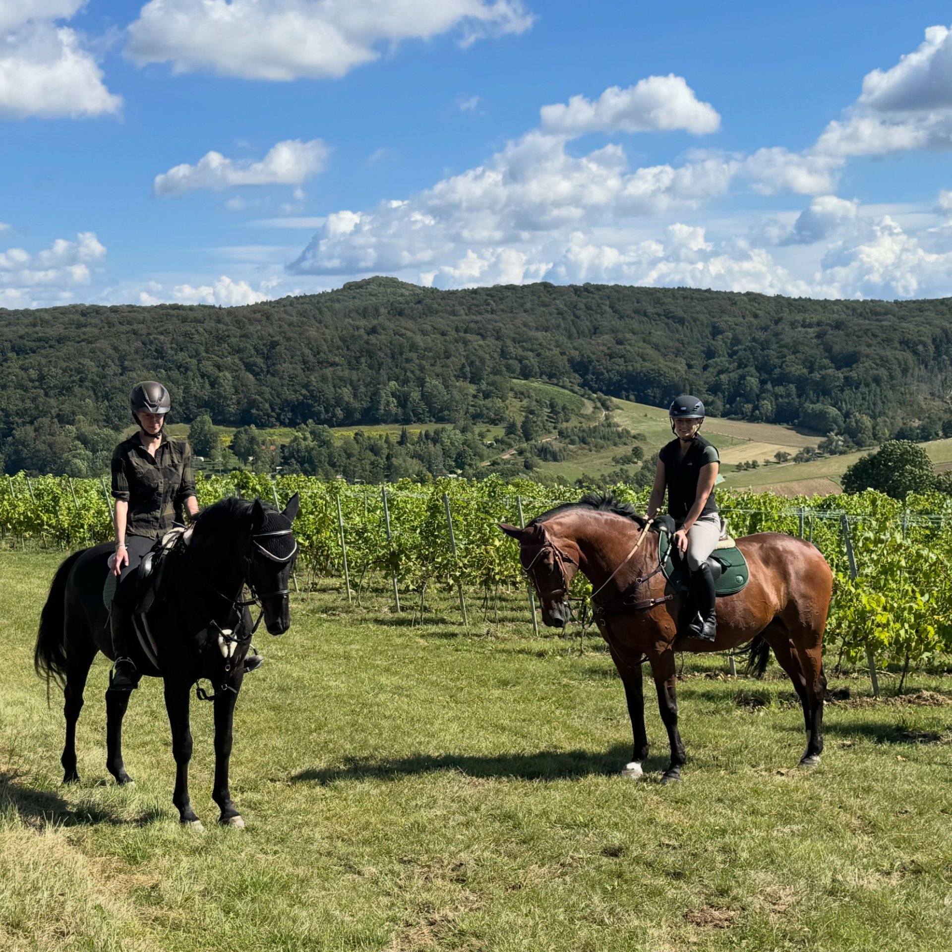 Theresias Reiterparadies : box et paddocks, pension pour chevaux à Waltenhofen - Photo 9 sur 12